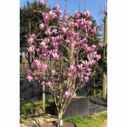  Magnolia  'Heaven  Scent'CLT18