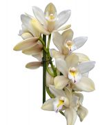  Cymbidium orchidea manyag cserpben