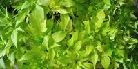  zöld édesburgonya dísznövény 12 cm-es cserépben