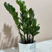  Zamioculcas zamiifolia agglegny plma 12 cm-es cserpben kb. 25 cm