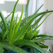  Aloe vera 12 cm-es cserpben kb. 40 cm magas
