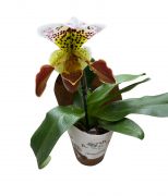  Paphiopedilum orchidea manyag cserpben