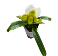  Paphiopedilum orchidea manyag cserpben