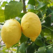 Citrus limon citromfa 19 cm-es cserpben, kb. 60 cm magas