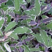  Salvia officinalis mix tarka level orvosi zslya 14 cm-es cserpben
