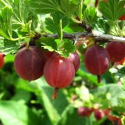 Ozis egres - Ribes uva crispa 