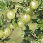  zld egres - Rubus uva-crispa 5 literes kontnerben