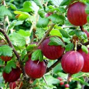  piros egres - Ribes uva-crispa 5 literes kontnerben