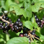  fekete ribiszke - Ribes nigrum 5 literes kontnerben
