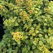 Ozis Arany kakukkf palnta (Thymus Goldtaler) 12 cm-es cserpben (szllts prilis elejtl)