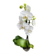  Phalaenopsis orchidea fehr, manyag cserpben