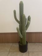  Kaktusz műnövény