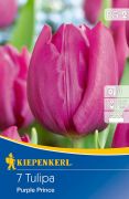 Kiepenkerl Tulipa Purple Prince korai egyszer-virg tulipn virghagymk