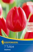 Kiepenkerl Tulipa Deshima Triumph tulipn virghagymk