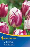 Kiepenkerl Tulipa Rems Sensation Triumph tulipn virghagymk
