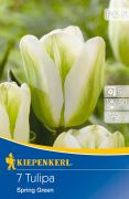 Kiepenkerl Tulipa Spring Green Viridiflora tulipn virghagymk