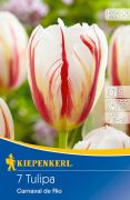 Kiepenkerl Tulipa Carnaval de Rio kései tulipán virághagymák