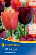 Kiepenkerl Tulipa Halloween-Mix vegyes tulipn virghagymk