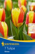 Kiepenkerl Tulipa Stresa Kaufmann tulipn virghagymk