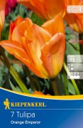 Kiepenkerl Tulipa Orange Kaiser (Orange Emperor) Fosteriana tulipn virghagymk