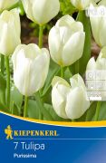 Kiepenkerl Tulipa Weier Kaiser (Purissima) Fosteriana tulipn virghagymk