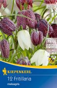 Kiepenkerl Fritillaria meleagris Mix vegyes kocksliliom virghagymk
