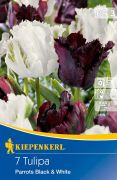 Kiepenkerl Tulipa Parrots Black & White tulipn virghagymk