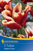 Kiepenkerl Tulipa Elegant Crown tulipn virghagymk