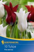 Kiepenkerl Tulipa Fire and Ice tulipn virghagymk