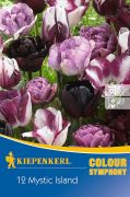 Kiepenkerl Colour Symphony Tulipa Mystic Island virghagyma sszellts