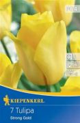 Kiepenkerl Tulipa Strong Gold Triumph tulipn virghagymk