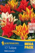 Kiepenkerl Tulipa Balkonzauber Mix vegyes tulipn virghagymk MEGA PACK