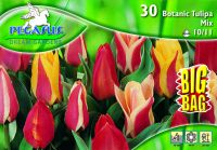 Pegasus Tulipa Botanic Mix vegyes tulipn virghagymk BIG BAG