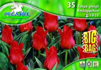 Pegasus Tulipa Rotkappchen tulipn virghagymk BIG BAG