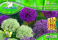 Pegasus Allium Purpur-Mix vegyes dszhagyma virghagymk BIG BAG