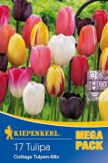 Kiepenkerl Tulipa Cottage Tulpen Mix vegyes tulipn virghagymk MEGA PACK