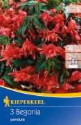 Kiepenkerl Begonia pendula rot begónia gumók 5'