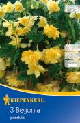 Kiepenkerl Begonia pendula gelb begónia gumók 5' (szállítás várhatóan Február 20-tól)