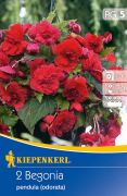 Kiepenkerl Begonia odorata rot begnia gumk 5'