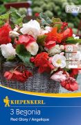 Kiepenkerl Begonia Red Glory / Angelique begónia gumók 7' (szállítás várhatóan Február 20-tól)