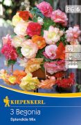 Kiepenkerl Begonia Splendide Mix begónia gumók 6' (szállítás várhatóan Február 20-tól)