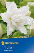 Kiepenkerl Lilium Lotus Pure liliom virághagyma 4'