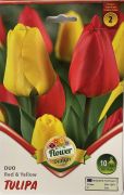  Tulipa Duo Red & Yellow darwin hibrid tulipn virghagymk