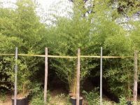  BAMBUSA AUREOSULCATA SPECTABILIS CLT. 35 250/300 arany bambusz