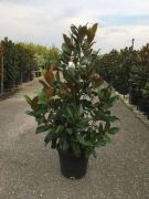  Magnolia gran.'Gallison.' CLT18 6/8 nagyvirg liliomfa
