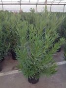  Nerium oleander CLT18 100/125 leander