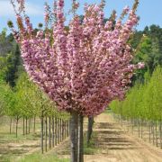  Prunus ser.'Kanzan' CLT18 8/10 japncseresznye