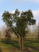  Quercus suber clt35 150/175 paratlgy