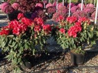  Rhododendron hybridum CLT10