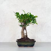  Fikusz bonszai Ficus Nitida Retusa Lci5 Bonsai